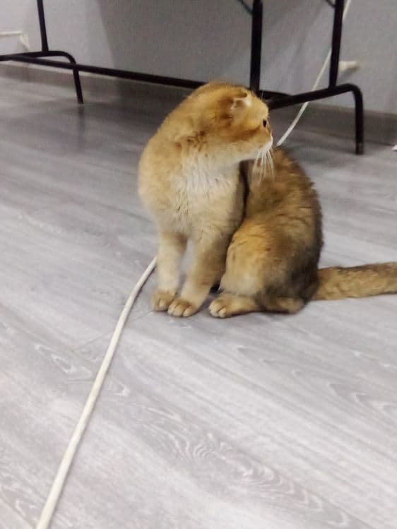 mushuk sotiladi. yoshi 1yarim jinsi erkak.sogʻlom — 2