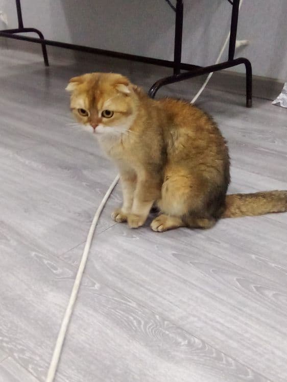 mushuk sotiladi. yoshi 1yarim jinsi erkak.sogʻlom — 3