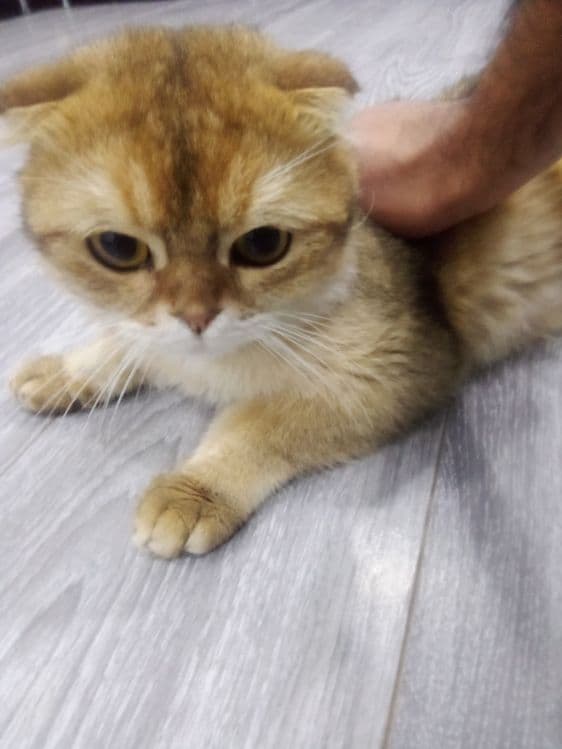 mushuk sotiladi. yoshi 1yarim jinsi erkak.sogʻlom — 4