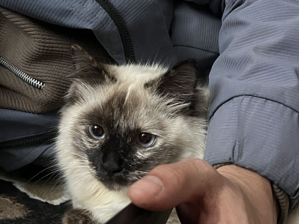Birman mushugi 150¥ — 3