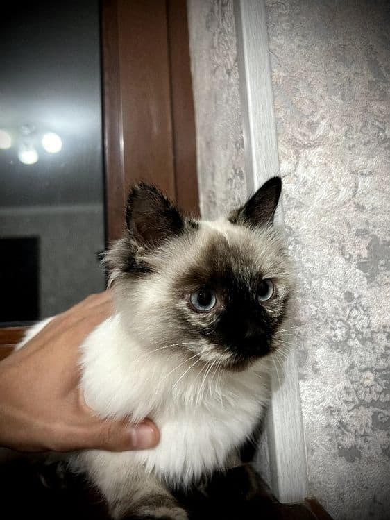 Birman mushugi 150¥ — 4