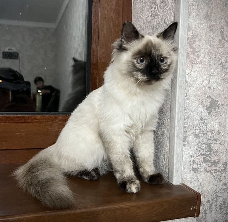 Birman mushugi 150¥ — 5