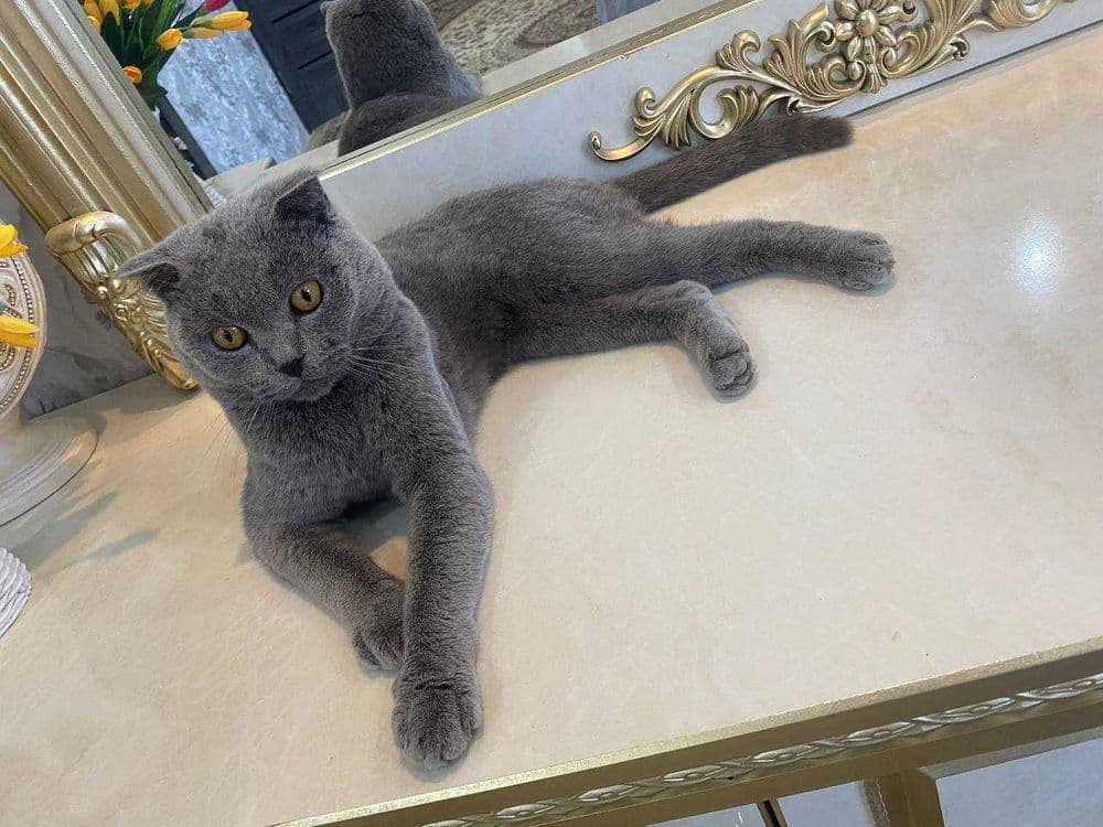Scottish fold (Erkak) toza qon — 2