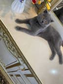 Scottish fold (ERKAK)