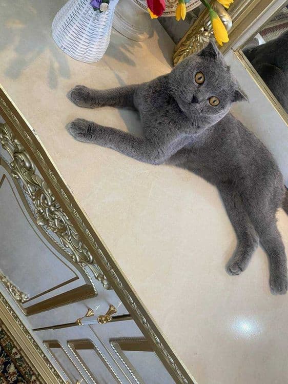 Scottish fold (ERKAK)