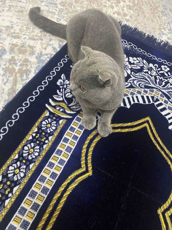 Scottish fold (ERKAK) — 3