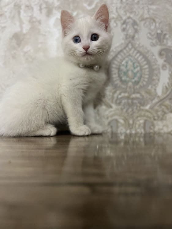 Zotle pishe boo Tureski Angora Ismi Sofi — 1