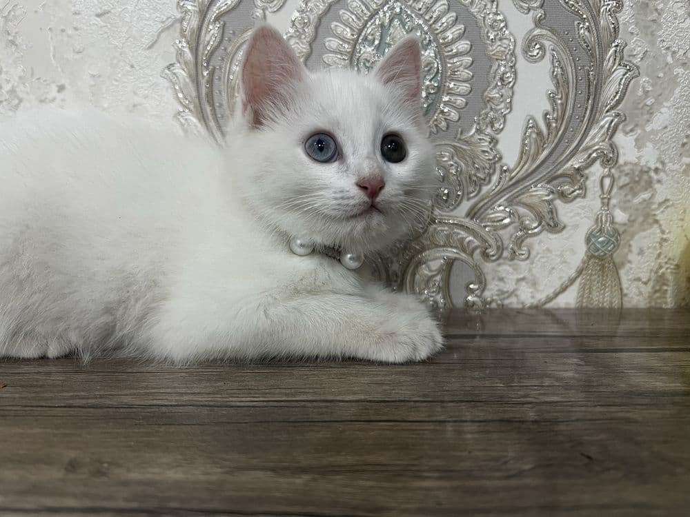 Zotle pishe boo Tureski Angora Ismi Sofi — 2