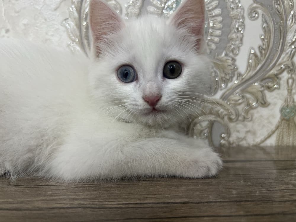 Zotle pishe boo Tureski Angora Ismi Sofi — 3