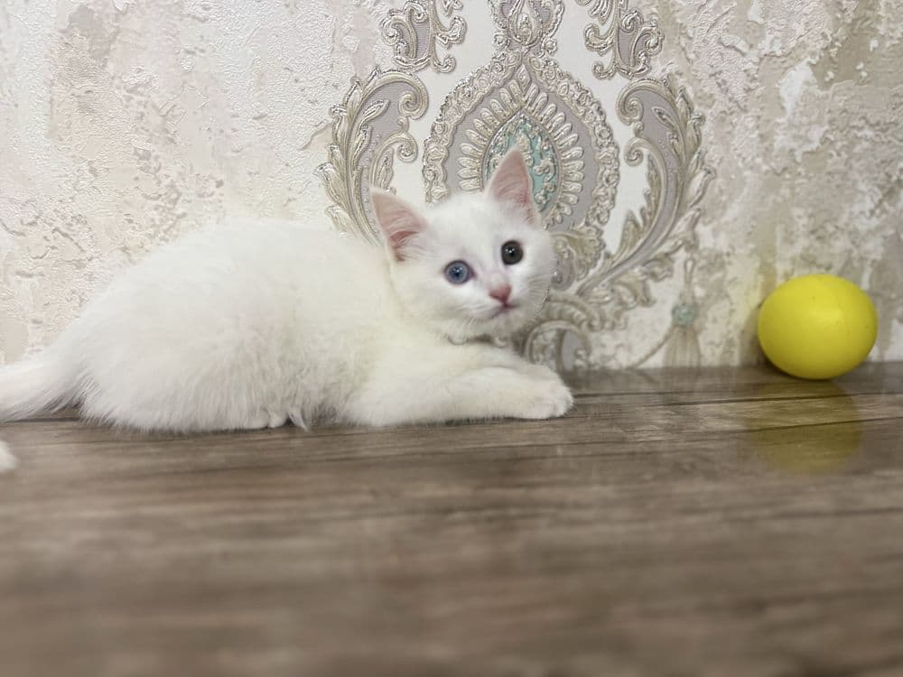 Zotle pishe boo Tureski Angora Ismi Sofi — 4