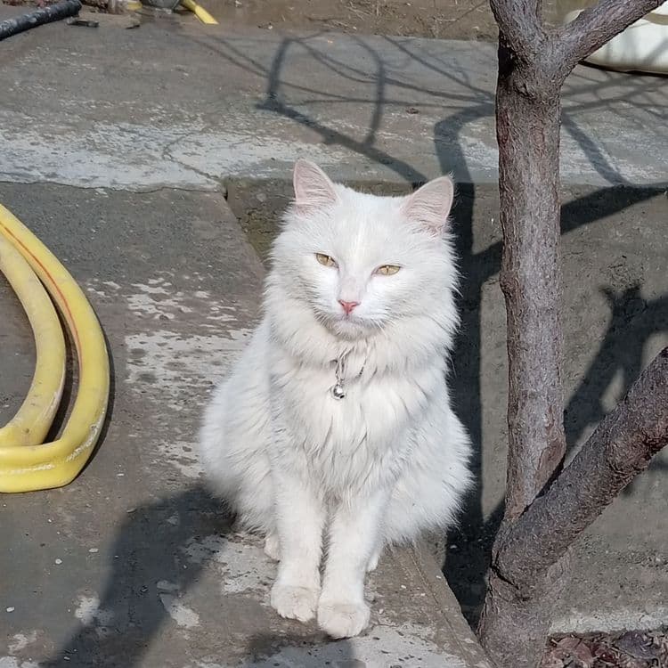 Mushuklar ayol, erkak — 2