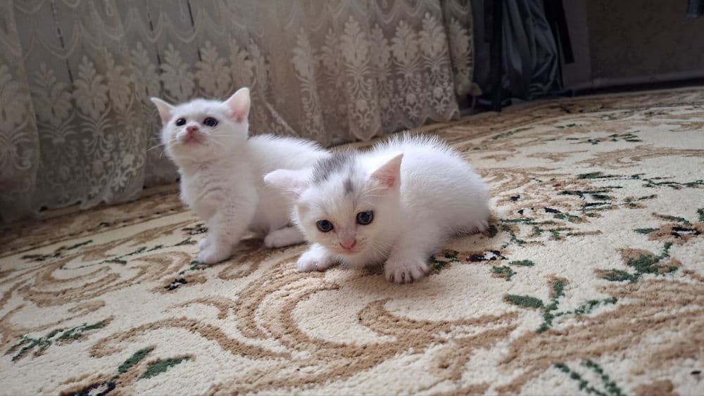 Mushuk bolasi  sotiladi skotsh strayd — 2