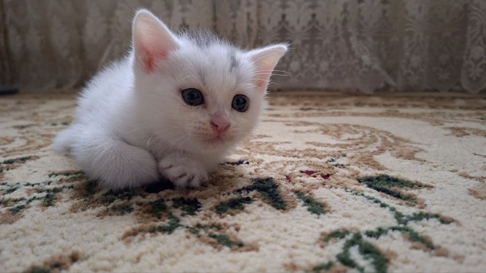 Mushuk bolasi  sotiladi skotsh strayd — 3