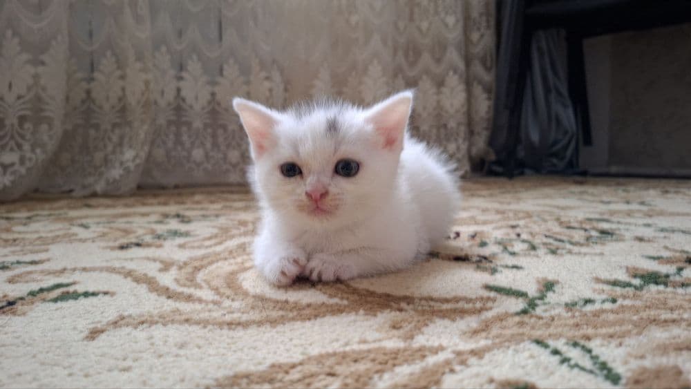 Mushuk bolasi  sotiladi skotsh strayd — 4