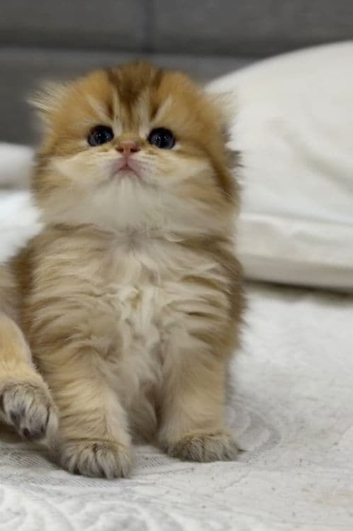 Скоттиш фолд девочка Золотая шиншилла — 4