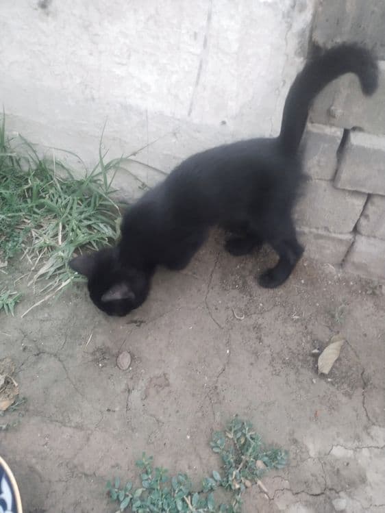 Кошка британская — 1