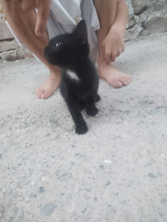 Кошка британская — 2