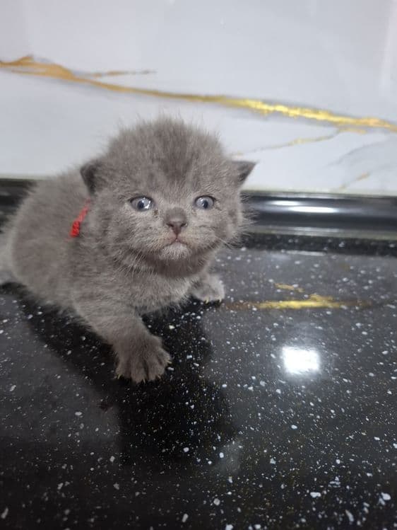 Jizzax cat huose — 2
