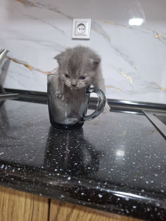 Jizzax cat huose — 3