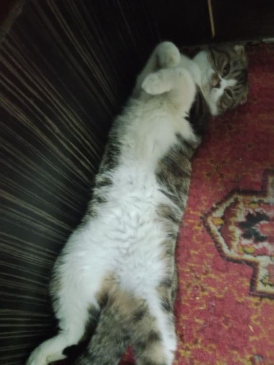Sotilad Biritaniskiy Serebristiy shinshila   silkitish fold 2 ta mushu — 2