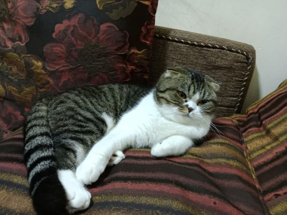 Sotilad Biritaniskiy Serebristiy shinshila   silkitish fold 2 ta mushu — 3