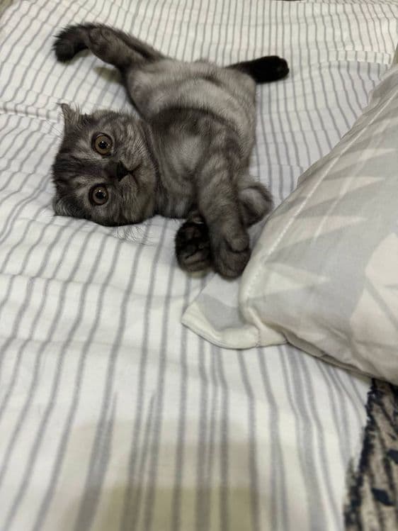 Scottish fold mushuk — 1