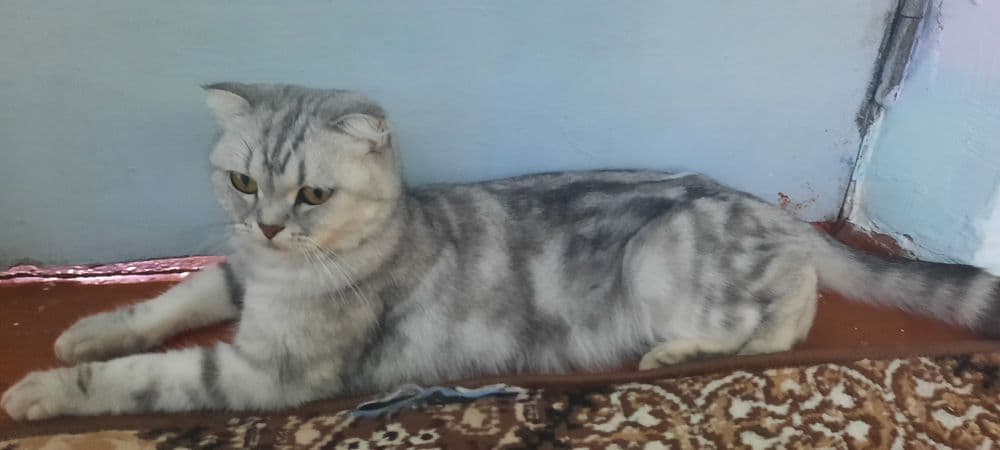Mushuk zoti shinshila — 2