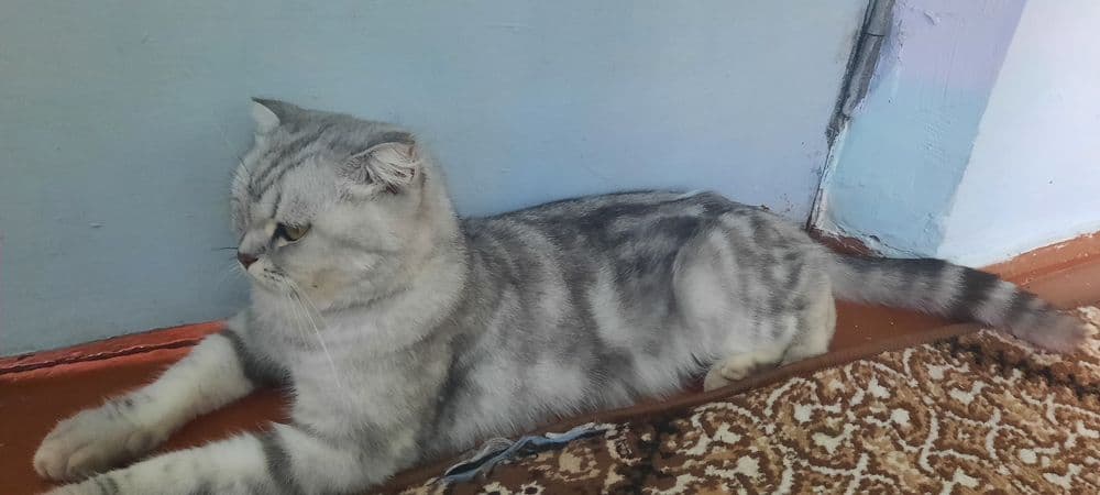 Mushuk zoti shinshila — 3