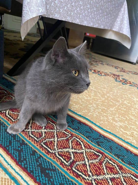 British Shorthair mushuk sotiladi — 2