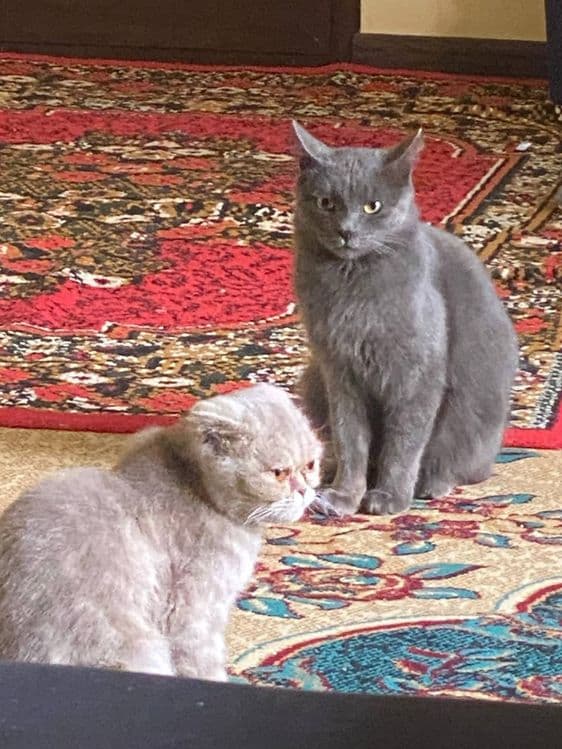 British Shorthair mushuk sotiladi — 3