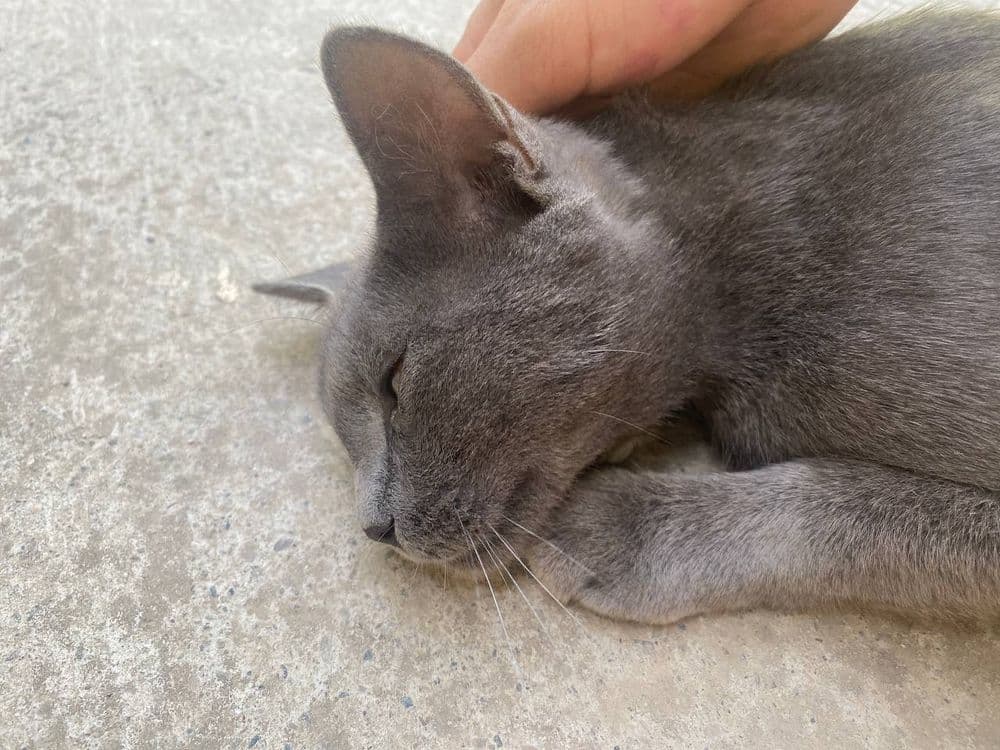 British Shorthair mushuk sotiladi — 4