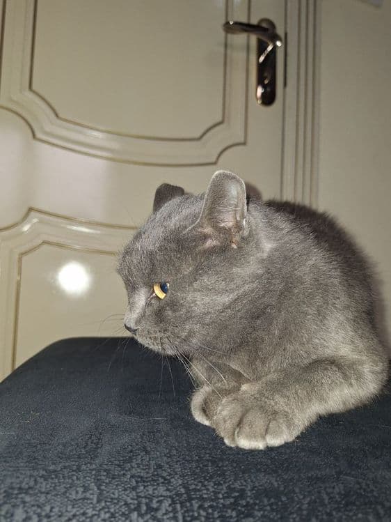British Shorthair mushuk sotiladi — 5