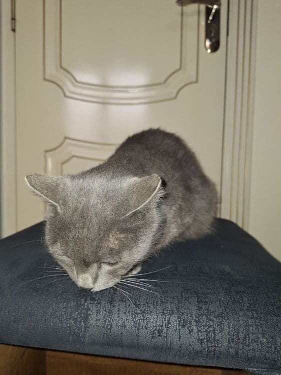 British Shorthair mushuk sotiladi — 6