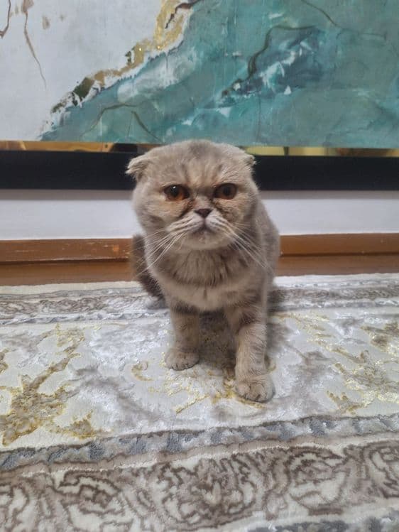 Scottish Fold (qulog'i qayrilgan) — 2