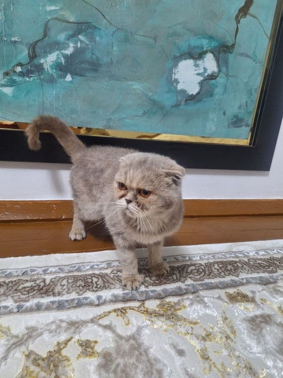 Scottish Fold (qulog'i qayrilgan) — 3