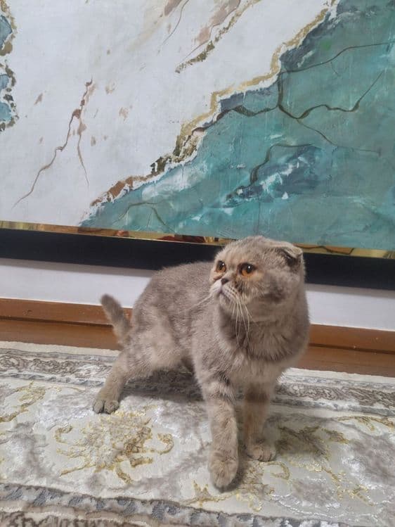 Scottish Fold (qulog'i qayrilgan) — 4