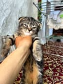 Mushuk Shotland osanguloq (Scottish Fold)