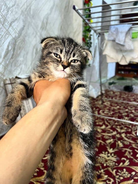 Mushuk Shotland osanguloq (Scottish Fold)