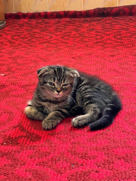 Mushuk Shotland osanguloq (Scottish Fold) — 2