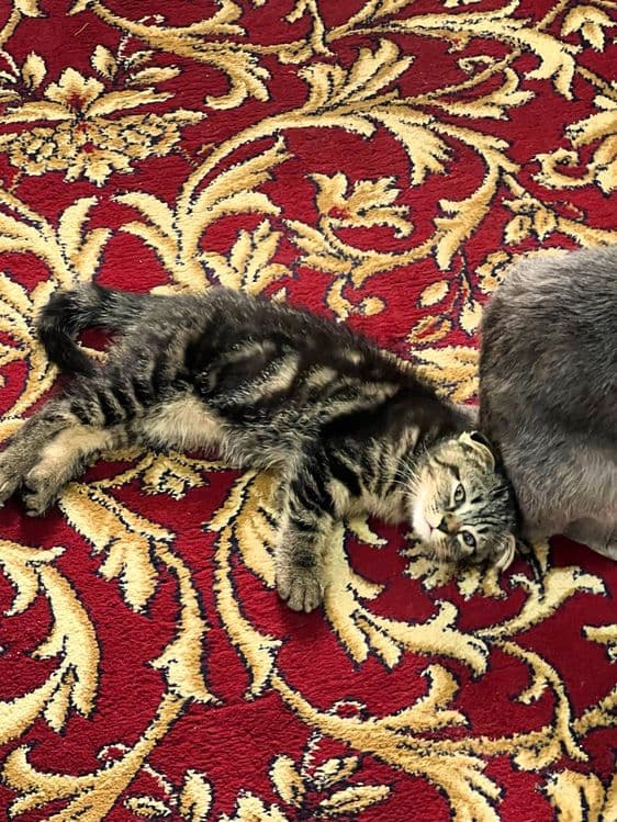 Mushuk Shotland osanguloq (Scottish Fold) — 3