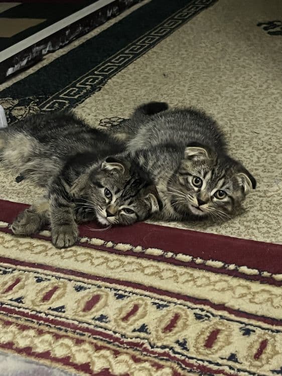 Mushuk Shotland osanguloq (Scottish Fold) — 4