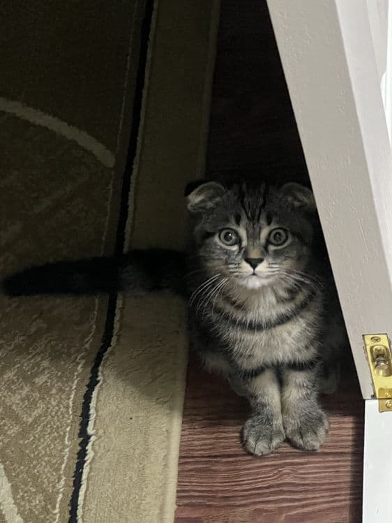Mushuk Shotland osanguloq (Scottish Fold) — 5