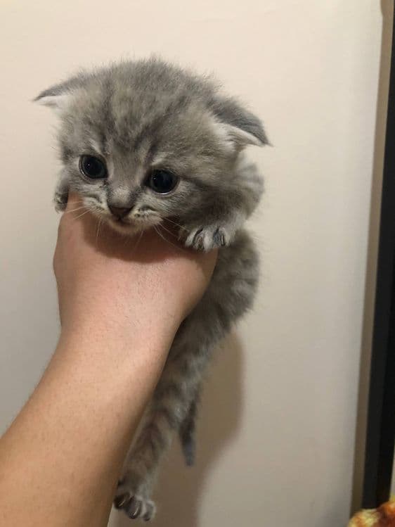 скотиш фолд 1ярим ойлик 2та — 1