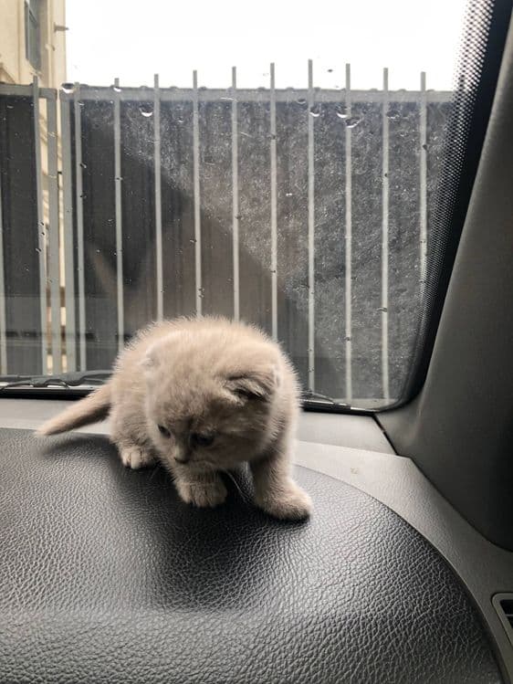 скотиш фолд 1ярим ойлик 2та — 2