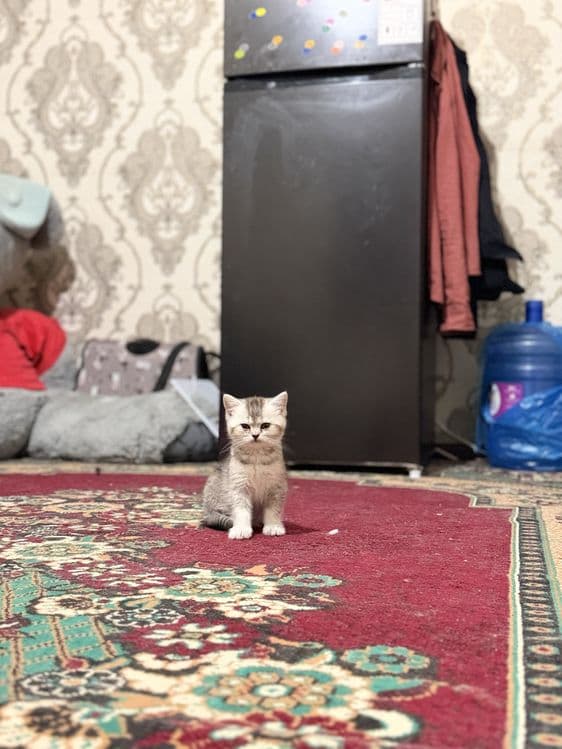Juda quvnoq uynoqi piwey — 2