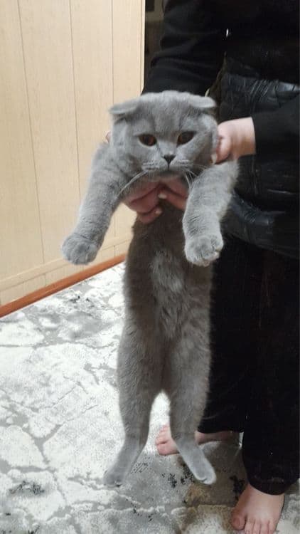 мушуелар сотилади — 4