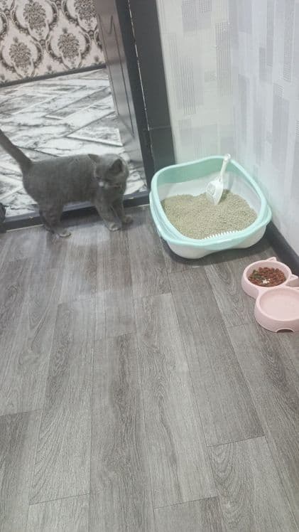 Mushuk rangi seriy urgatilgan aqilli сотилди — 3