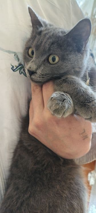 Кошечка 6 ойли ранги дымчатый — 1