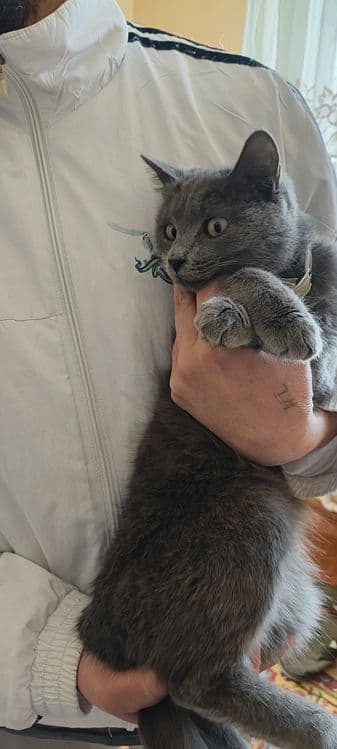 Кошечка 6 ойли ранги дымчатый — 2