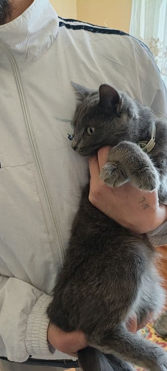 Кошечка 6 ойли ранги дымчатый — 3